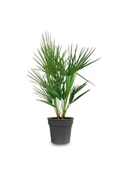 Chamaerops Humilis S