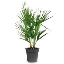 Chamaerops