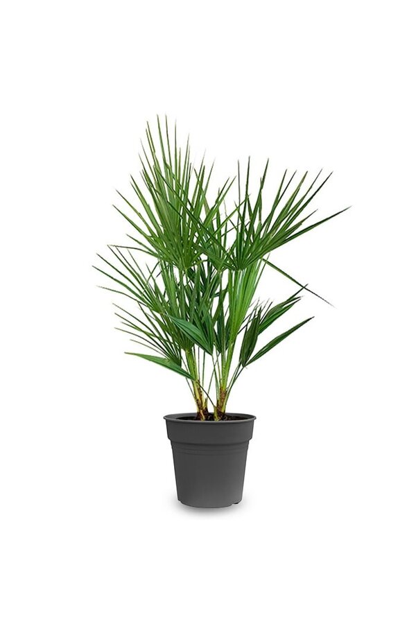 Chamaerops Humilis S