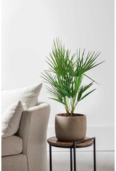 Chamaerops Humilis S