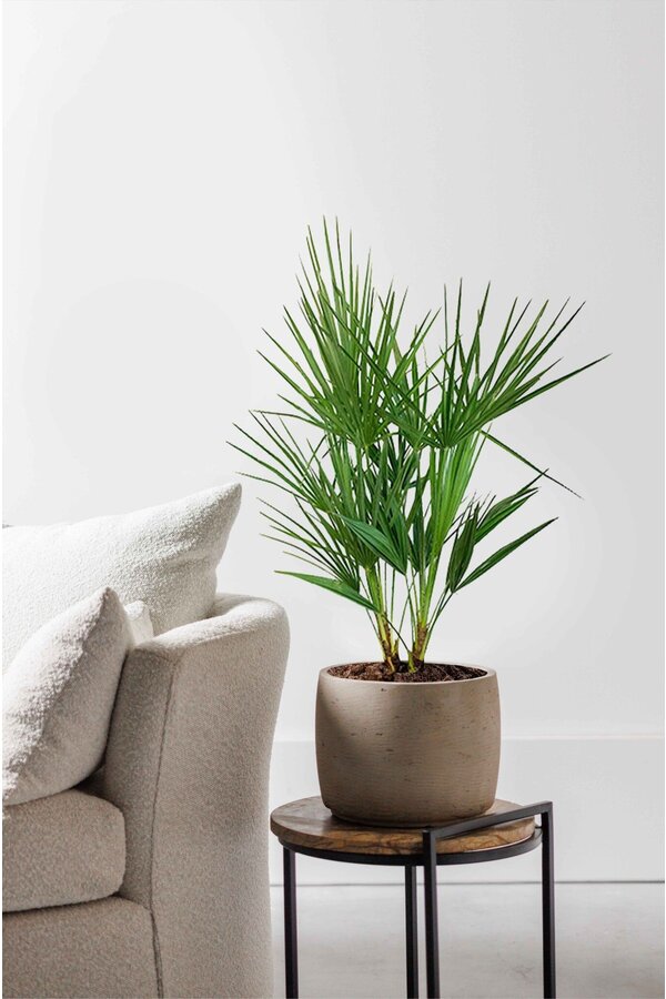 Chamaerops Humilis S