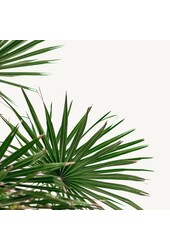 Chamaerops Humilis S