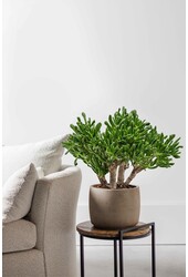 Crassula Horntree L