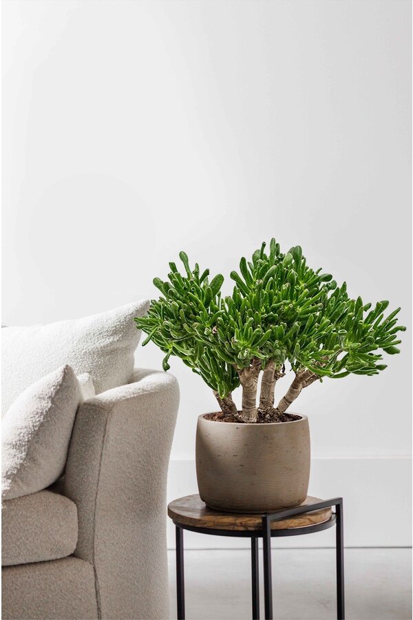 Crassula Horntree L