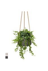 Hedera in Patt Pot