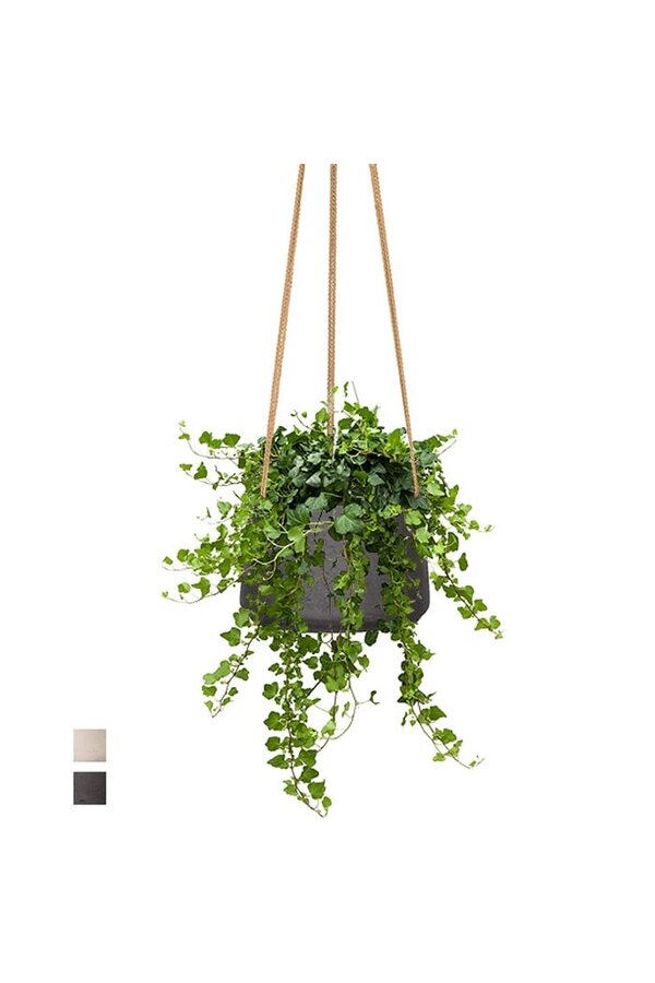 Hedera in Patt Pot