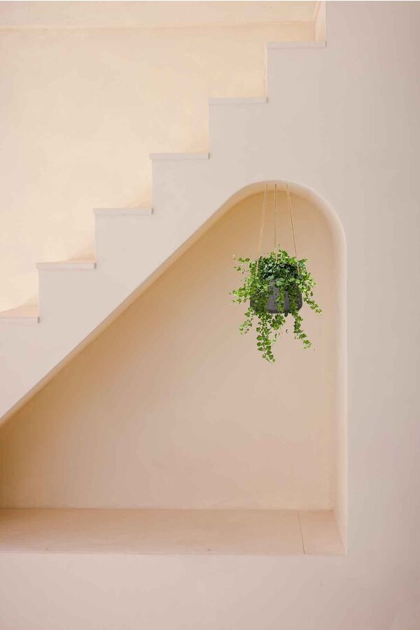 Hedera in Patt Pot