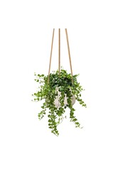 Hedera in Patt Pot
