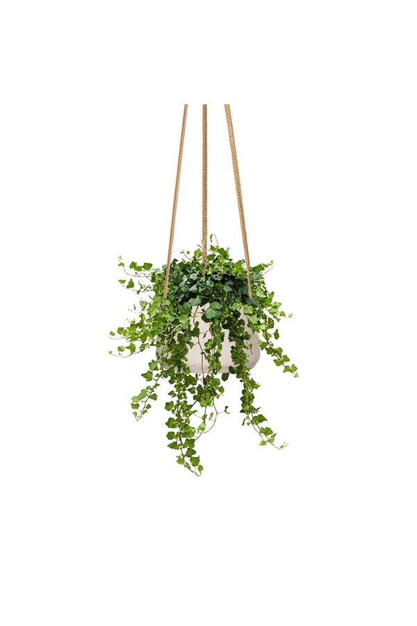 Hedera in Patt Pot