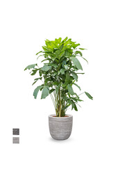 Caryota dans un pot boule