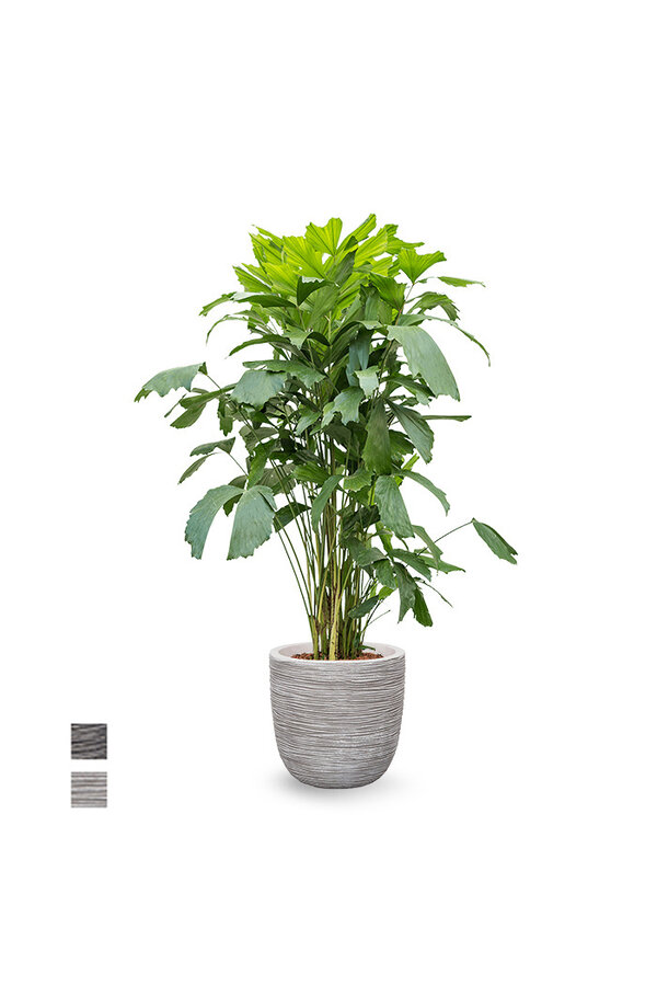 Caryota In Bol Pot