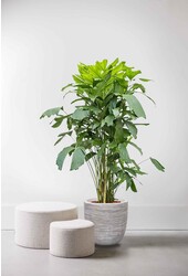 Caryota dans un pot boule