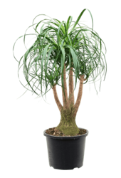 Beaucarnea Bol XL