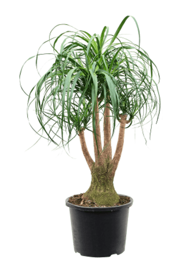Beaucarnea Schaal XL