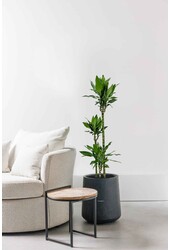 Dracaena fragrans