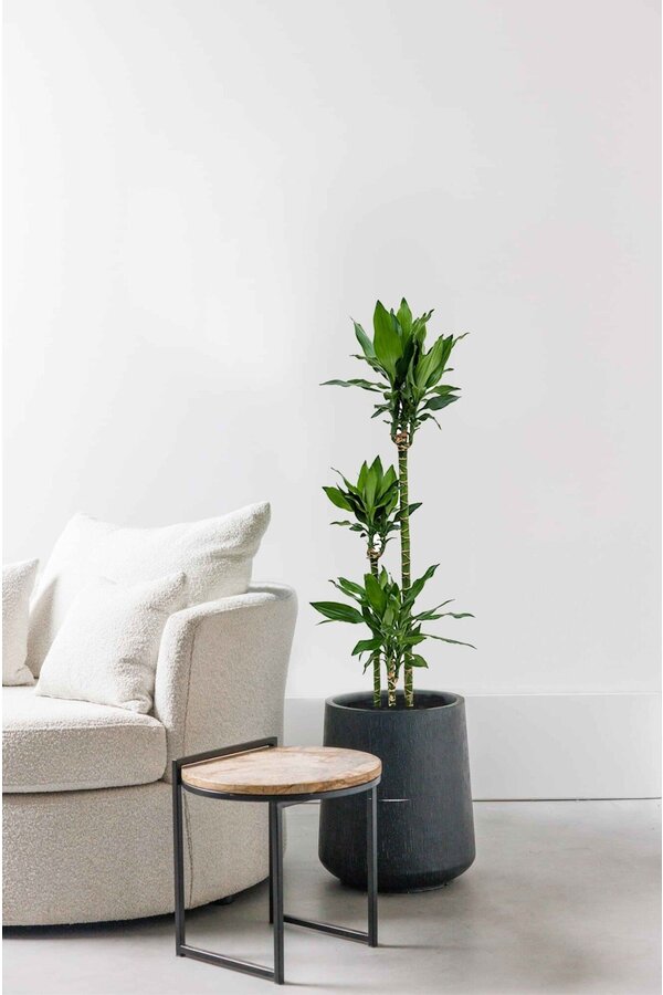 Dracaena fragrans