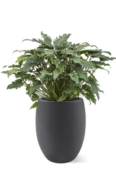 Philodendron Xanadu dans un pot de fleurs aspect béton