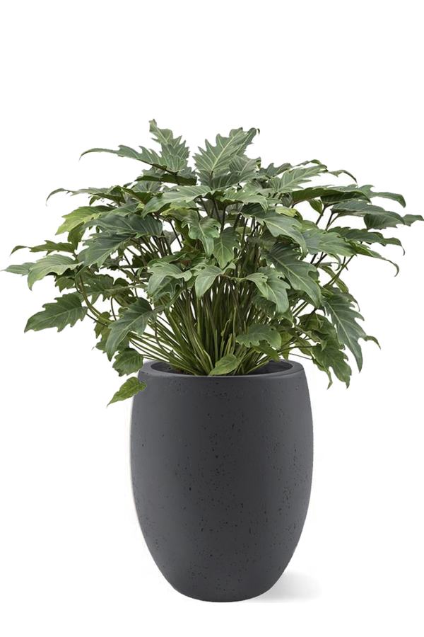 Philodendron Xanadu dans un pot de fleurs aspect béton