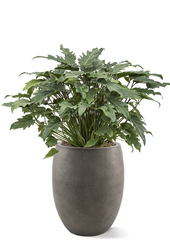 Philodendron Xanadu dans un pot de fleurs aspect béton