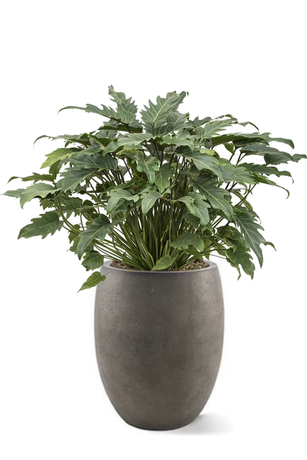 Philodendron Xanadu dans un pot de fleurs aspect béton