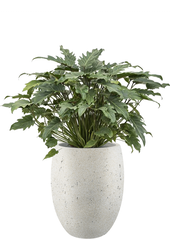 Philodendron Xanadu dans un pot de fleurs aspect béton