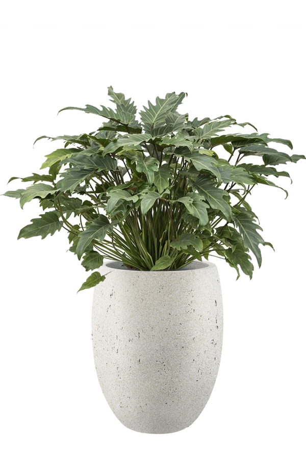 Philodendron Xanadu dans un pot de fleurs aspect béton