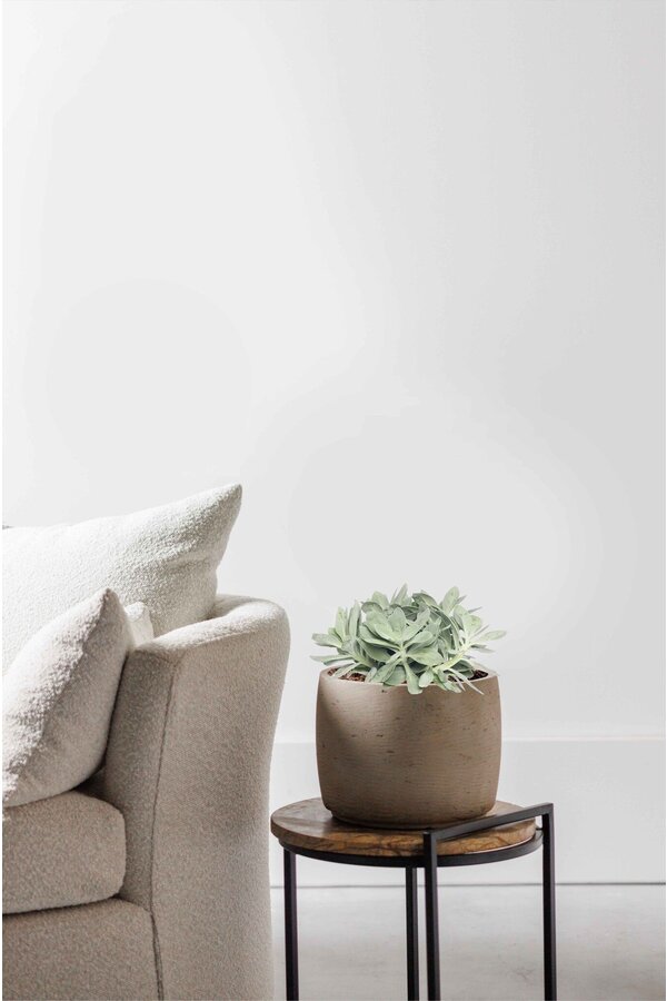 Mountain Fire Kruiskruid Light