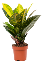Croton Wonderstuik S