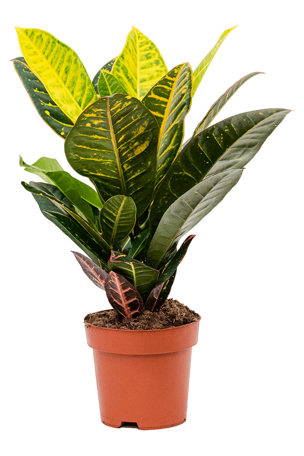 Croton Wonderstuik S