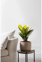 Croton merveilleux S