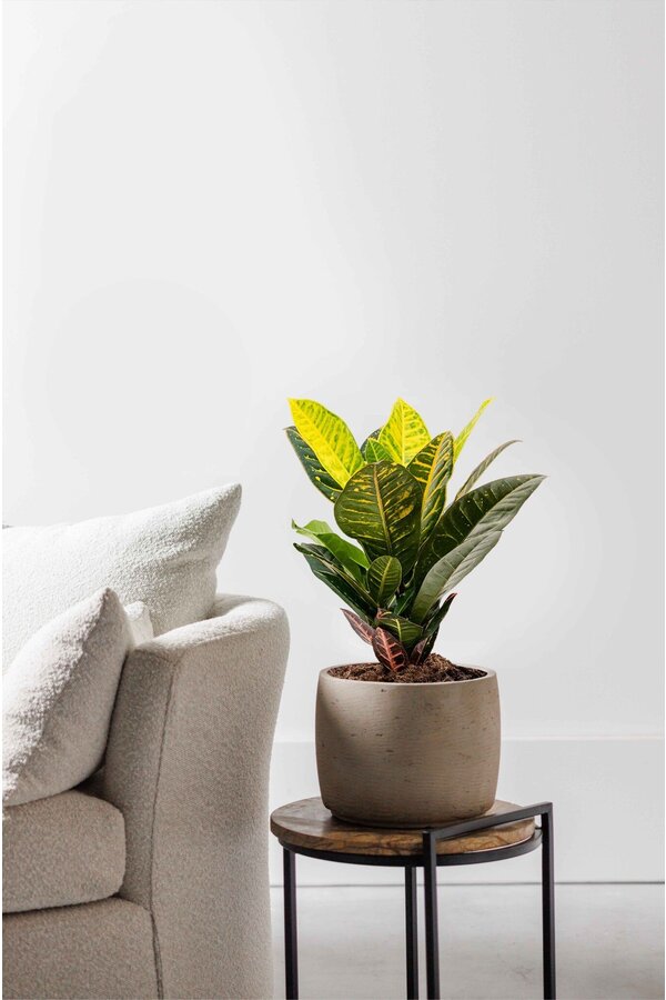 Croton merveilleux S