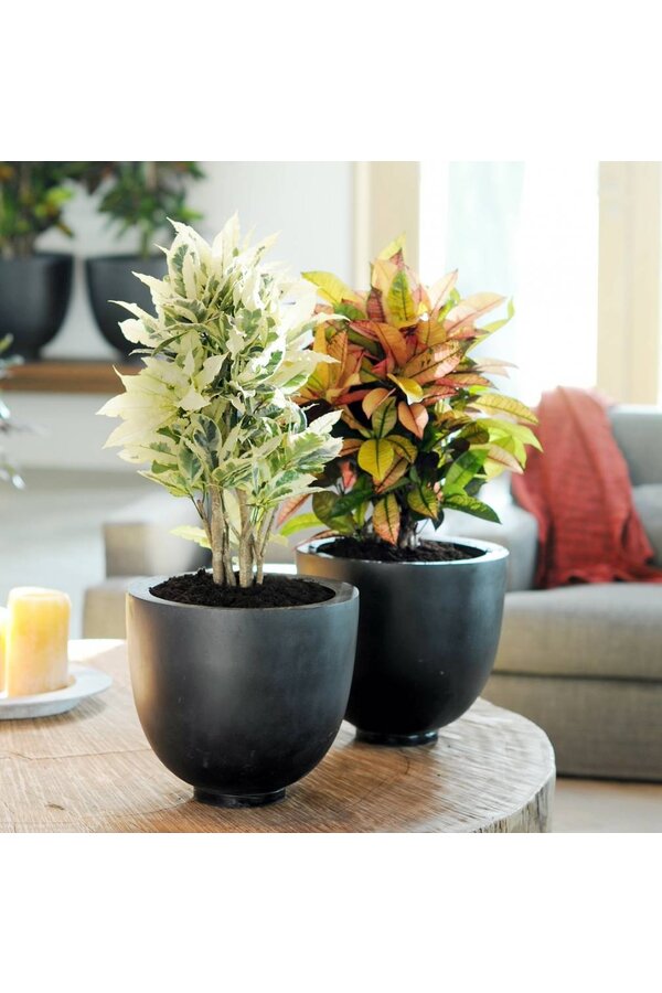 Croton Wonderstuik S
