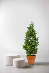 Laurus Nobilis Struik S in TerraCotta