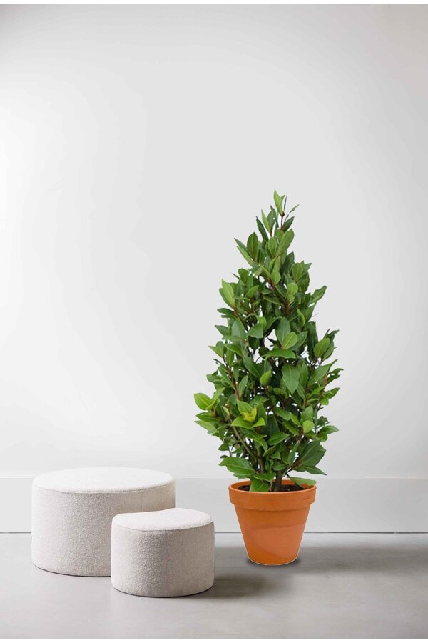 Laurus Nobilis Arbuste S en TerraCotta
