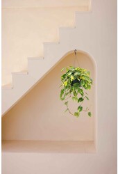 Philodendron Grand Brasil