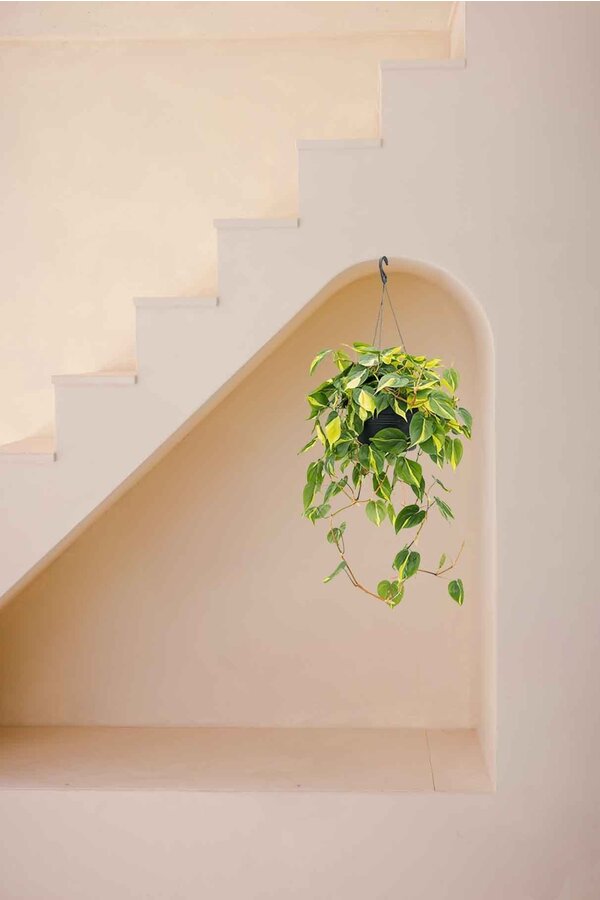 Philodendron Grand Brasil