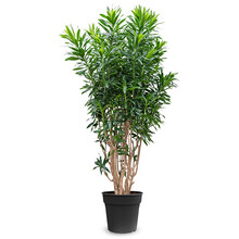 Dracaena