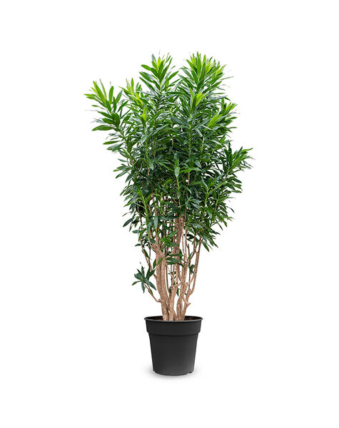 Dracaena