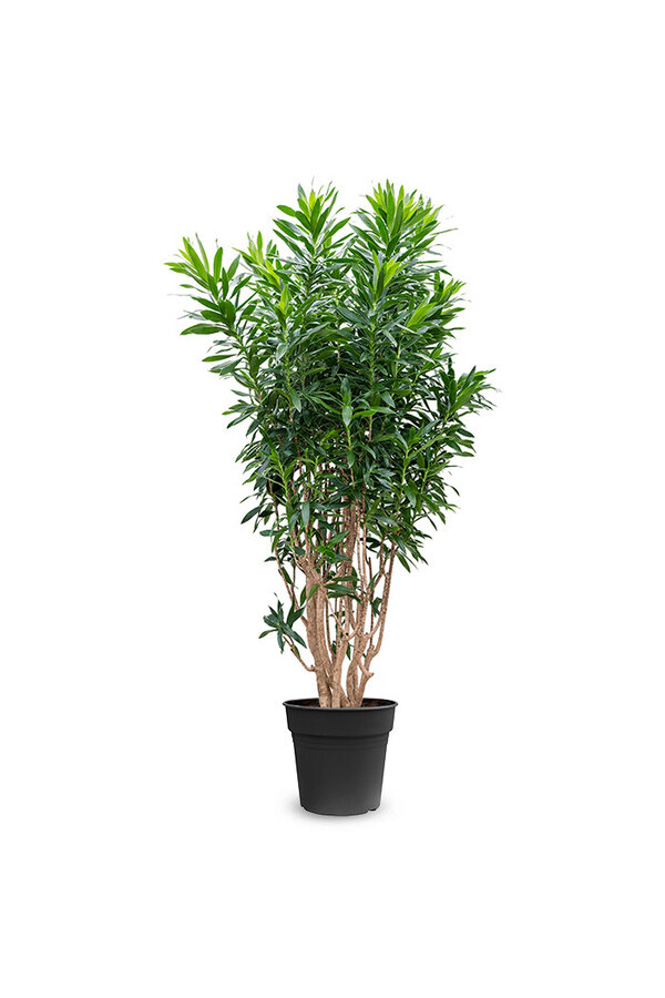 Dracaena Reflexa XXL