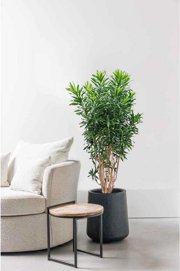 Dracaena Reflexa XXL