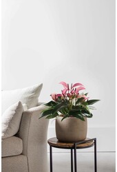Anthurium Zizou S