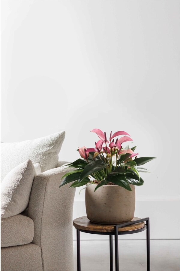 Anthurium Zizou S