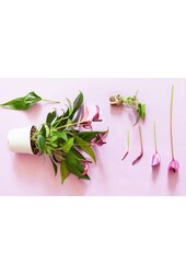Anthurium Zizou S