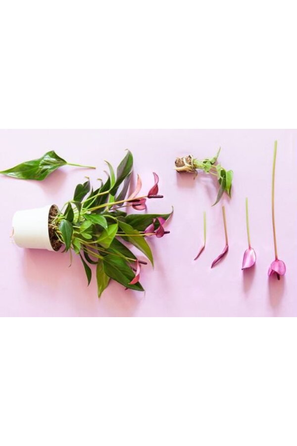 Anthurium Zizou S