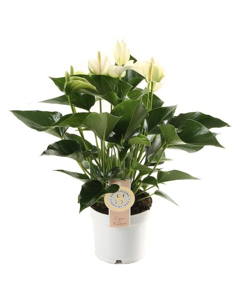 Anthurium