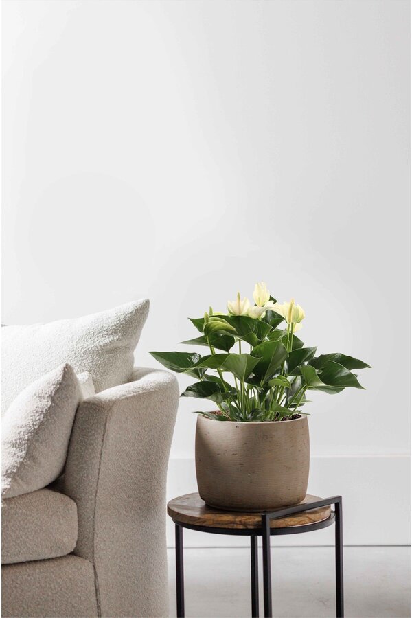 Anthurium White Champion S