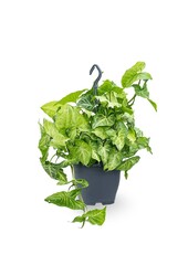 Syngonium white butterfly