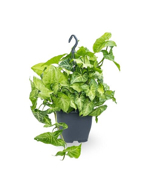 Syngonium