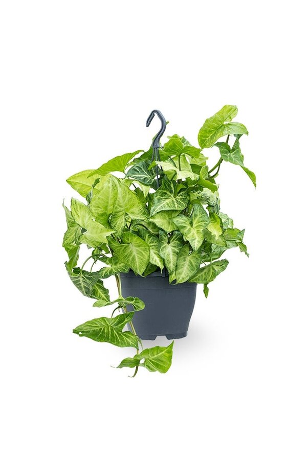 Syngonium white butterfly