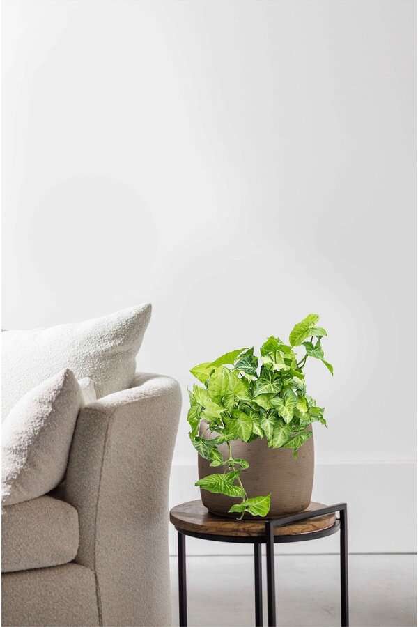 Syngonium white butterfly